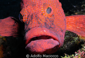 Coral grouper close-up by Adolfo Maciocco 